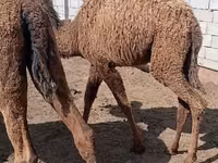 Camellos (lote, sexo no especificado), Kazakh Bactrian camel — foto 7