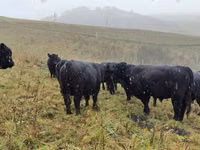 母牛, Galloway cow — 照片 4