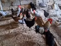 Chickens — photo 8