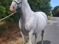 فرس, Lipizzaner — الصورة 6