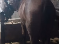 Yegua, Budyonny horse — foto 4