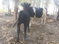 गाय, गोलस्टीन नस्ल — फ़ोटो 6