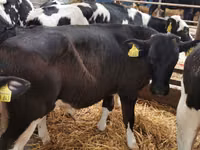 牛（ロット、性別未指定）, Simmental cattle — 写真 4