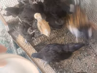 Australorp — Foto 3