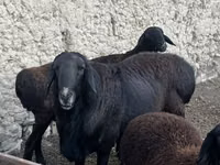 雄羊, Rhon sheep — 写真 3