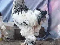 Brahma — photo 1