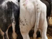 Banteng, Belgian Blue — foto 3