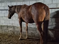 Jument, Chevaux — photo 1