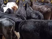 Cattle (batch, sex not specified), Simmental cattle — photo 3