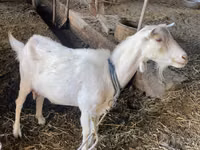 Chèvre, Dutch Landrace goats — photo 5