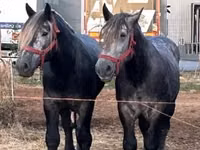 Caballo, Percheron — foto 3