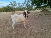 Billy Goat, Boer goat — photo 3
