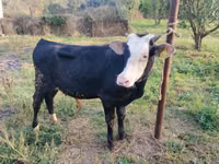 Bull, Red-spotted breed — photo 6
