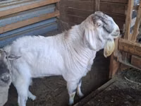 Ziegenbock, Beetal goats — Foto 1