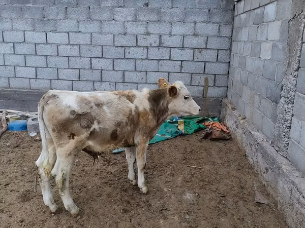 公牛, Simmental cattle