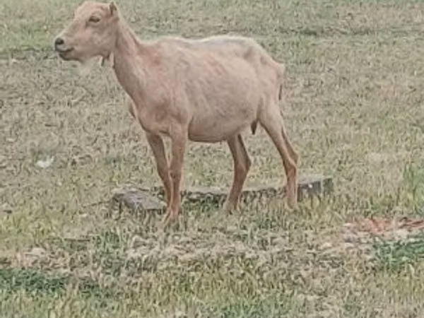 雄ヤギ, Alpine goat
