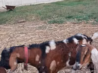 Ziegenbock, Nubian Goat — Foto 1