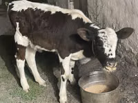 母牛, Latvian Blue cattle — 照片 1