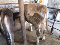 雄牛, Swiss cattle — 写真 7