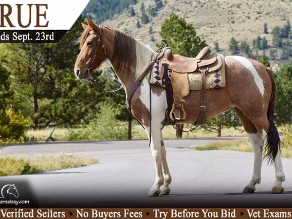 Yegua, Tennessee Walking Horse