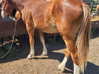 Horse (M), Russian Heavy Draft — photo 2