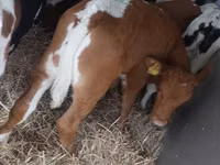 Banteng, Limousin cow — foto 2