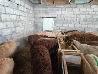 Sheep, Beulah Speckled face sheep — photo 5