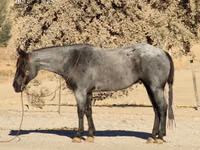 Hengst, Quarter Horse — Foto 2