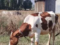 Sapi, Ayrshire — foto 2