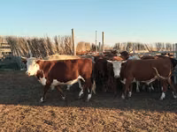 公牛, Simmental cattle — 照片 1