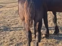 Hengst, Percheron — Foto 4