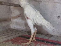 Chickens — foto 5