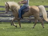 Caballo, Rocky Mountain Horse — foto 2