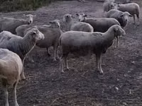 公羊, Ile-de-France sheep — 照片 4