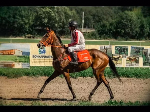 Yegua, Arabian horse