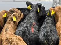أبقار (دفعة، الجنس غير محدد), Simmental cattle — الصورة 2