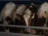 ثور, Simmental cattle — الصورة 8