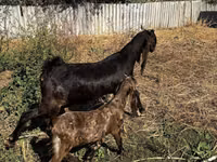 Chèvre, Kamori goats — photo 2