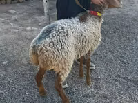 Schaf, Arashan sheep — Foto 4