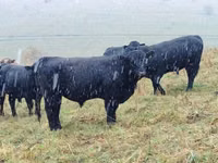 母牛, Galloway cow — 照片 1