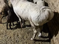 Bélier, Afghan Arabi sheep — photo 2