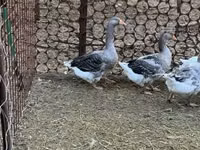 Angsa Denmark abu-abu dan abu-abu berbintik — foto 4