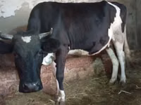 雌牛, Russian Black pied cattle — 写真 8