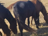 Kuda betina, Horse breed — foto 5