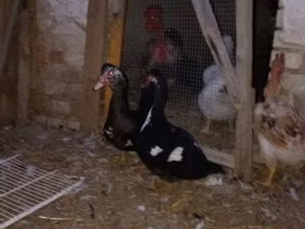 ドメスティック・マスコビー