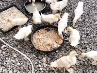American Pekin — photo 1