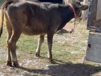 Sapi, Alatau breed — foto 2