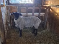 Bélier, White Suffolk sheep — photo 3