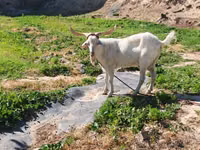 Chèvre, Irish goat — photo 1