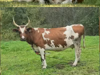 Vache, Ayrshire — photo 4